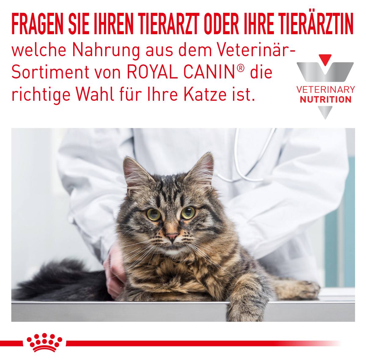 Royal canin anallergenic cat wet food outlet
