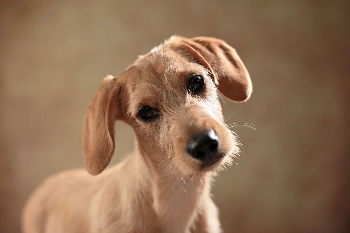 Wann gebe ich meinem Hund DiarDoc Akut und wann DiarDoc Pro?
