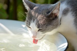 Wie Viel Trinken Katzen Pro Tag