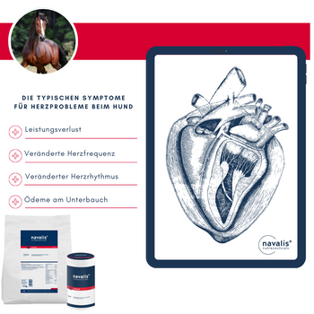 Navalis Coronal Horse