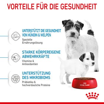 Royal Canin Mini Starter Trockenfutter