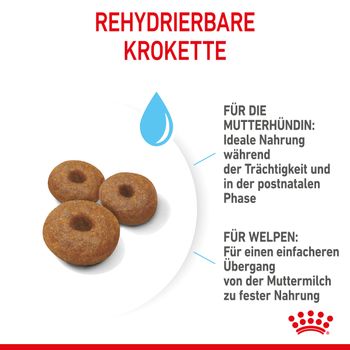 Royal Canin Maxi Starter Trockenfutter