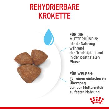 Royal Canin Mini Starter Trockenfutter