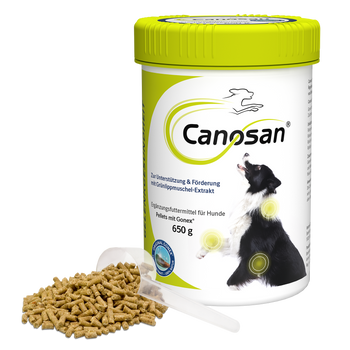 Canosan Hund mit Gonex von Boehringer Ingelheim