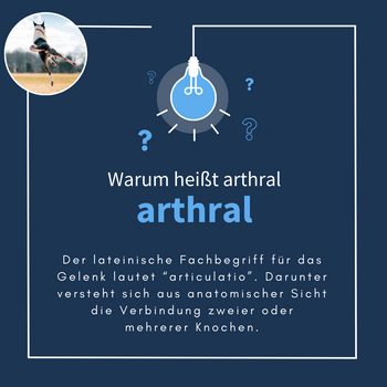 Navalis Arthral Dog für Hunde Navalis Arthral Dog für Hunde