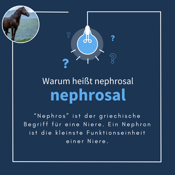 Navalis Nephrosal Horse für Pferde