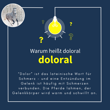 Navalis Doloral Horse fürs Pferd Navalis Doloral Horse fürs Pferd