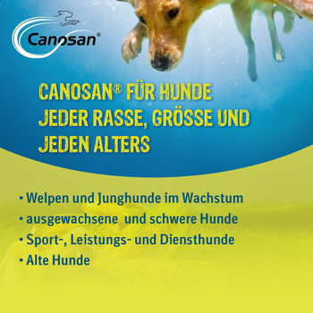 Canosan Hund mit Gonex von Boehringer Ingelheim