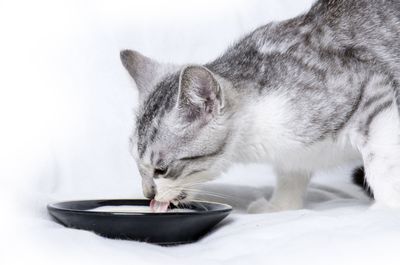 Wie Lange Können Katzen Nichts Essen