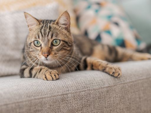 Unsauberkeit bei Wohnungskatzen Europäisch Kurzhaar Katze liegt auf dem Sofa