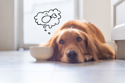 Golden Retriever liegt neben Futternapf