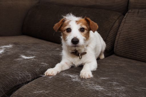 Jack Russel Terrier haart auf das Sofa