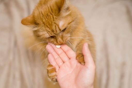 Katzen Tabletten geben Katze frisst Tablette aus der Hand