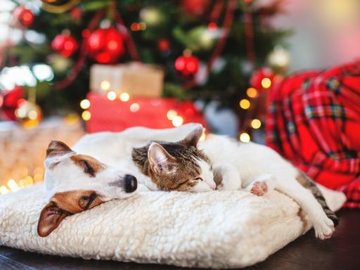 Hund und Katze schlafen unter dem Weihnachtsbaum