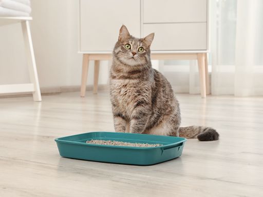 grau getigerte Katze mit Verstopfung sitzt vor der Katzentoilette