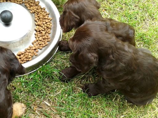 Wachtelhundwelpen fressen Trockenfutter