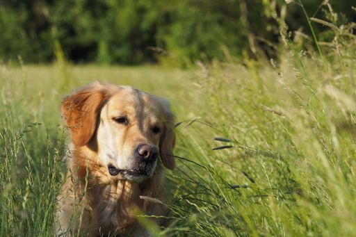 Golden Retriever sitzt im hohen Gras
