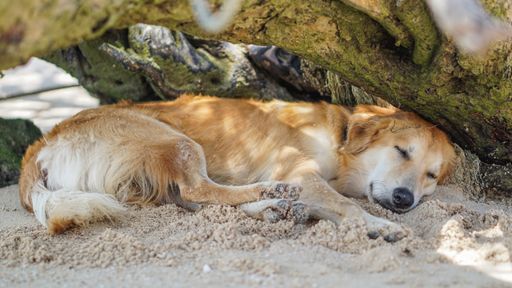 Hund schläft bei Hitze im Schatten im nassen Sand