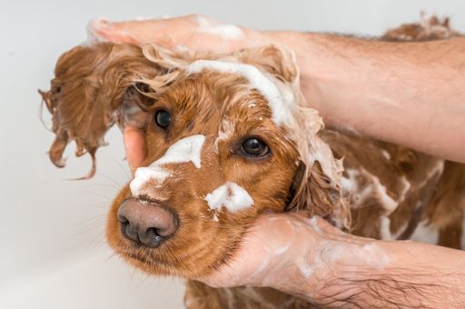 roter Cocker Spaniel wird shampooniert