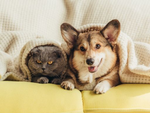 Versicherungen für Hunde und Katzen welsh Corgi Hund und British Shorthair Katze liegen zusammen unter einer Decke auf einem gelben Sofa