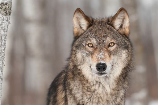 Grauer Wolf Porträt