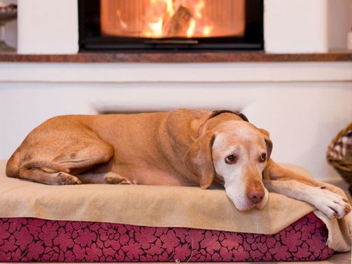 Alter Hund mit Arthrose liegt auf einem weichen Kissen vor dem Kamin.