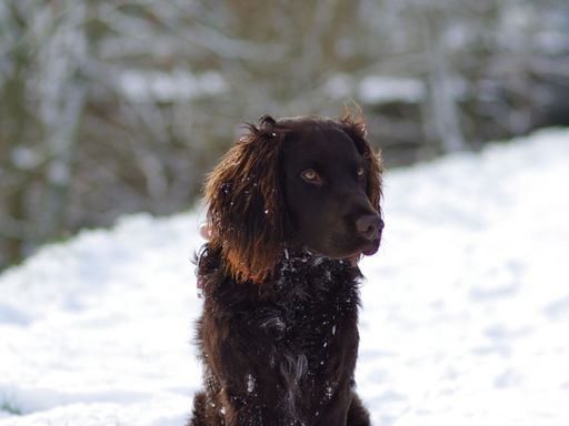 Deutscher Wachtelhund im Schnee