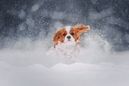 Cavalier King Charles Spaniel tobt im Schnee