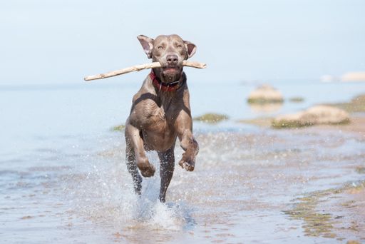weimaraner apportiert Stock am Strand