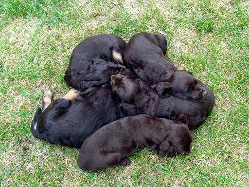 Ein Haufen kleiner Welpen: Woody und seine Geschwister schlafen.