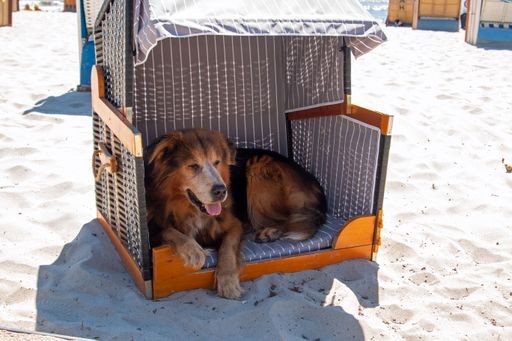 Hund mit Handtuch über dem Kopf liegt am Strand in der Sonne