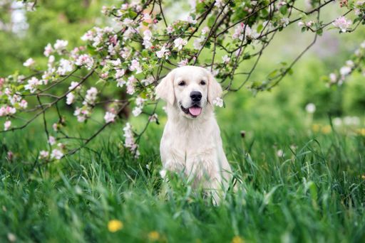 Golden Retriever Hund sitzt unter blühendem Apfelbaum