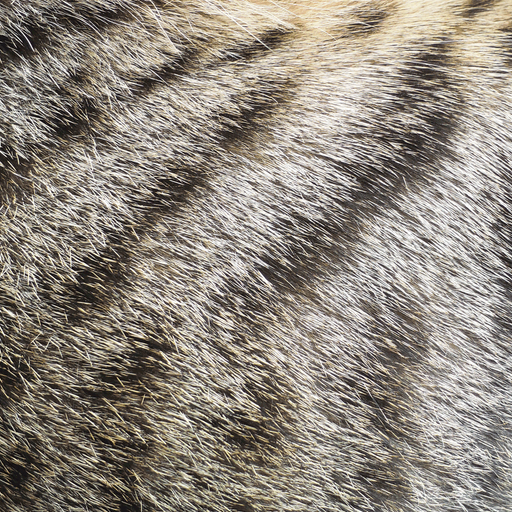 glänzendes, dichtes Tigerkatzenfell