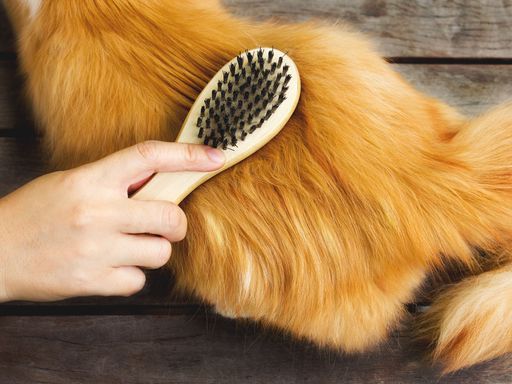 Langhaarkatze im Fellwechsel wird gebürstet