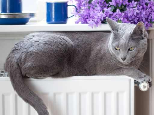 nierenkranke graue Katze liegt auf der warmen Heizung