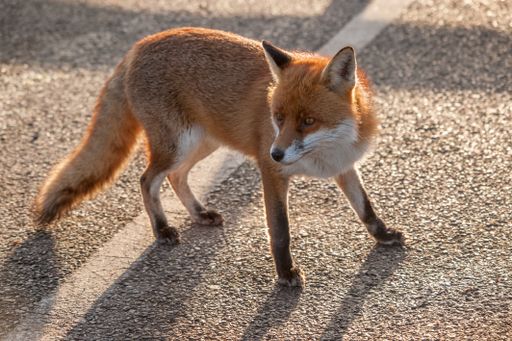Fuchs auf einem Parkplatz in der Stadt