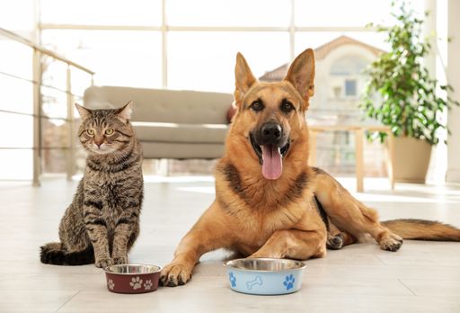 Europäisch Kurzhaar Katze und Deutscher Schäferhund warten auf ihr Futter