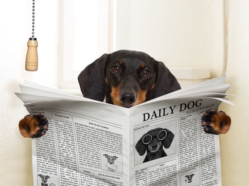 Dackel sitzt auf der Toilette und liest Zeitung