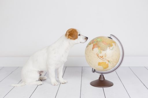 Kleiner weißbrauner Hund schaut auf einen Globus