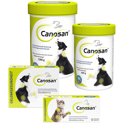 Canosan Hund mit Gonex von Boehringer Ingelheim