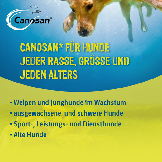 Canosan Hund mit Gonex von Boehringer Ingelheim