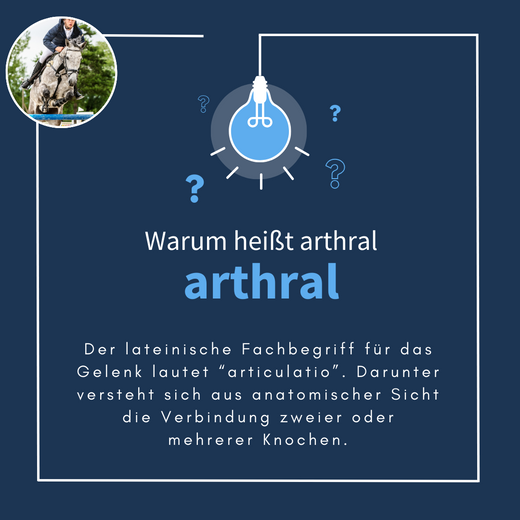 Navalis Arthral Horse für Pferde