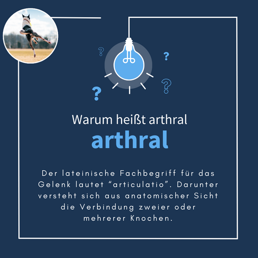 Navalis Arthral Dog für Hunde