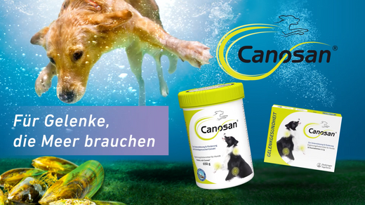 Canosan Hund mit Gonex von Boehringer Ingelheim Canosan Hund mit Gonex von Boehringer Ingelheim