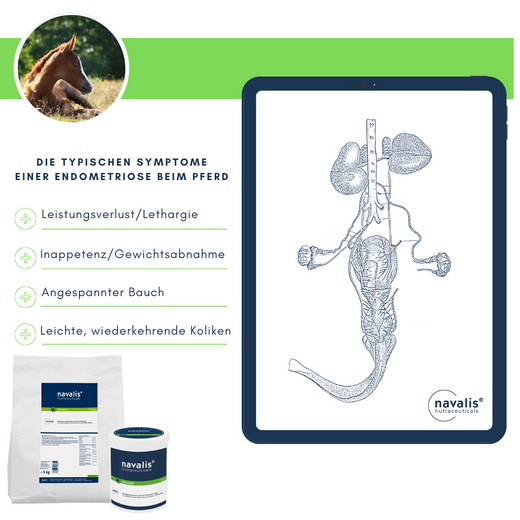 Navalis Metrasal Horse für Pferde