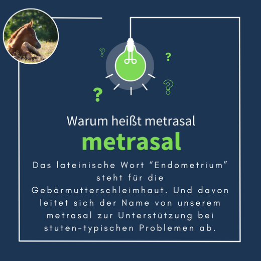 Navalis Metrasal Horse für Pferde