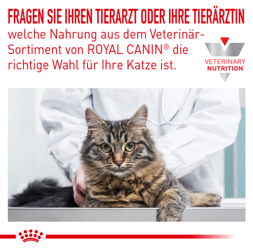 Royal Canin Skin & Coat Trockenfutter für Katzen Royal Canin Skin & Coat Trockenfutter für Katzen