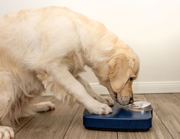 l-carnitin hund wofr Futtermedicus Optisolo online bestellen L-Carnitin