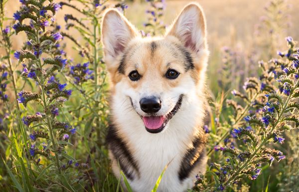 amoxicillin für hunde kaufen