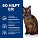 Hills m/d Huhn Frischebeutel bei Katzendiabetes